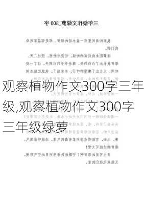 观察植物作文300字三年级,观察植物作文300字三年级绿萝